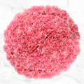 100-Stem Carnations - Pink