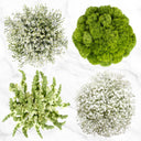 100-Stem White and Green Fillers
