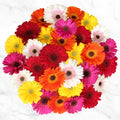 60-Stem Gerberas - Multi