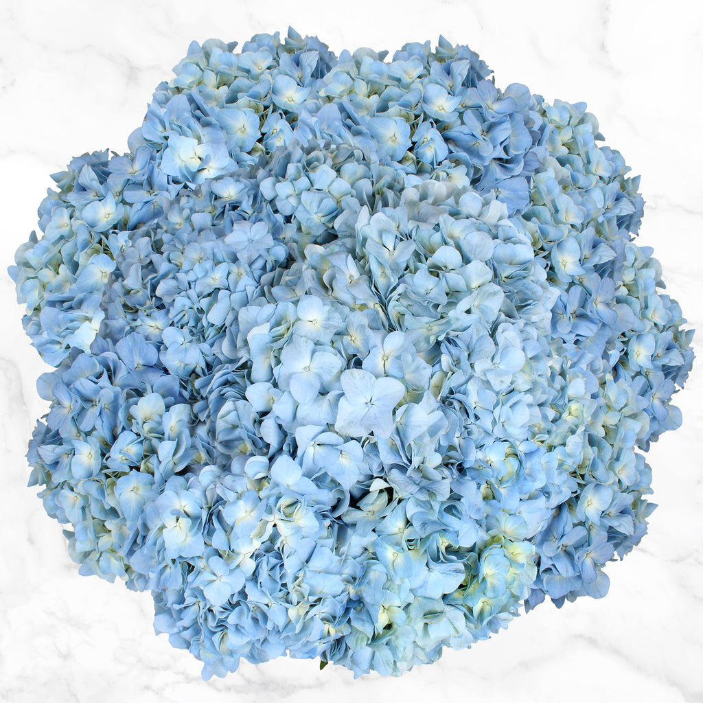24-Stem Hydrangeas - Blue