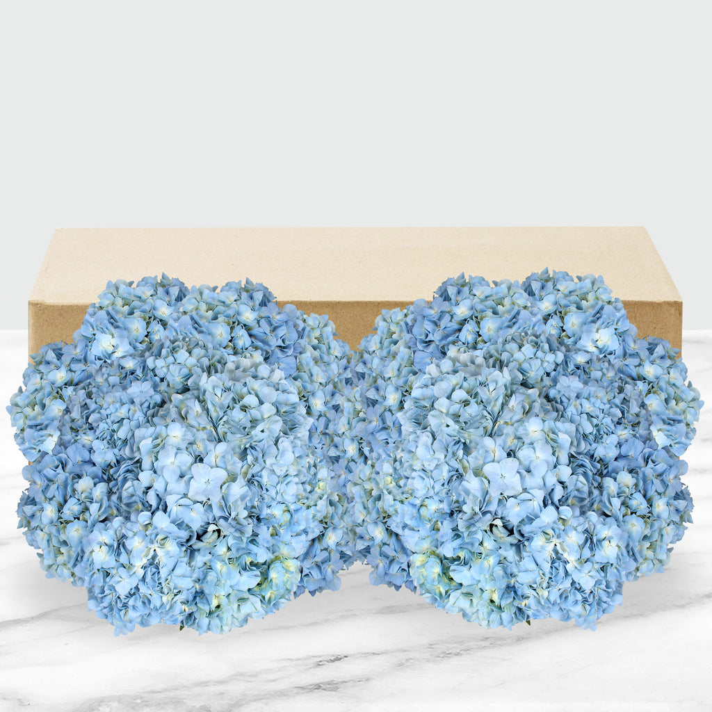 24-Stem Hydrangeas - Blue (packaged)