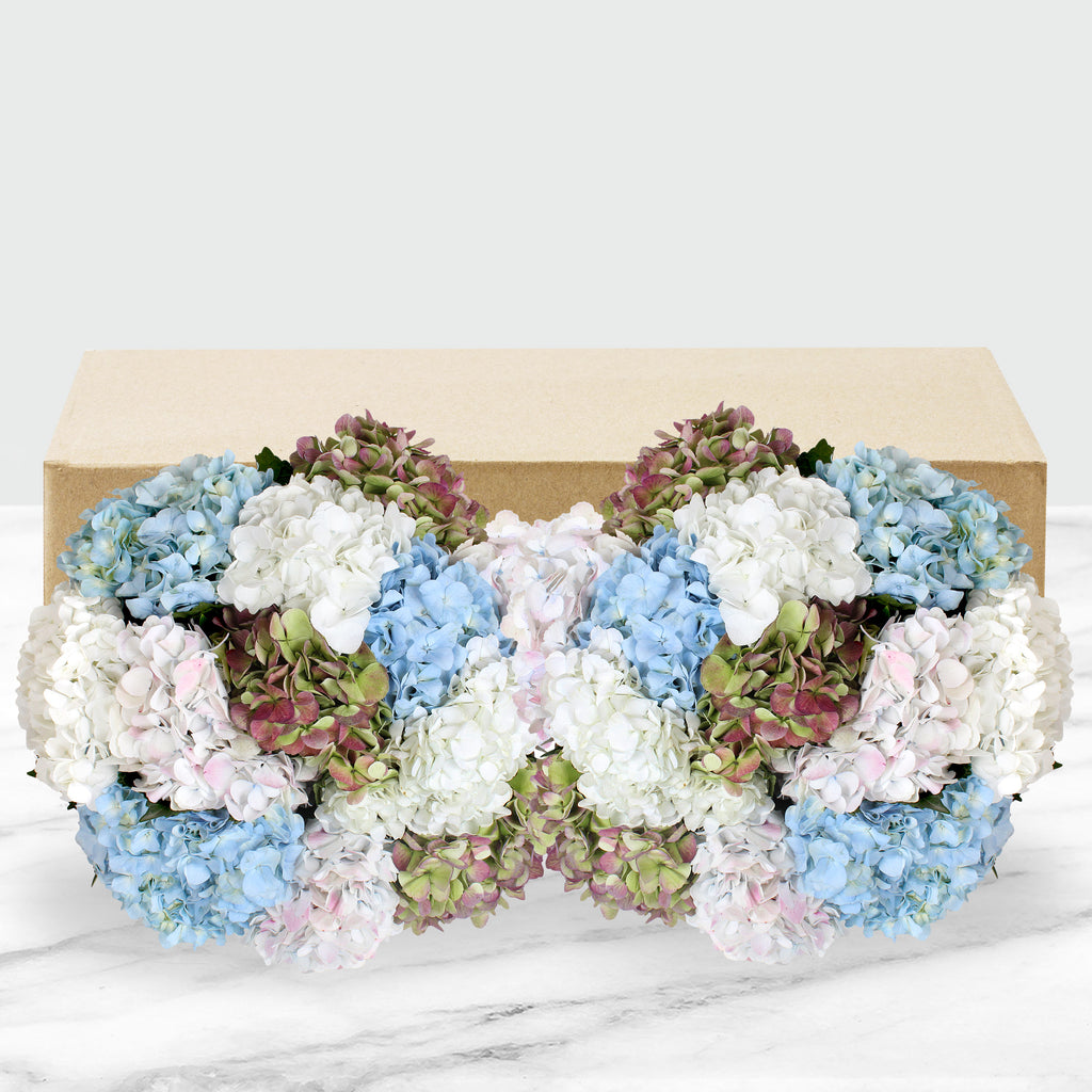 24-Stem Hydrangeas - Multi (packaged)