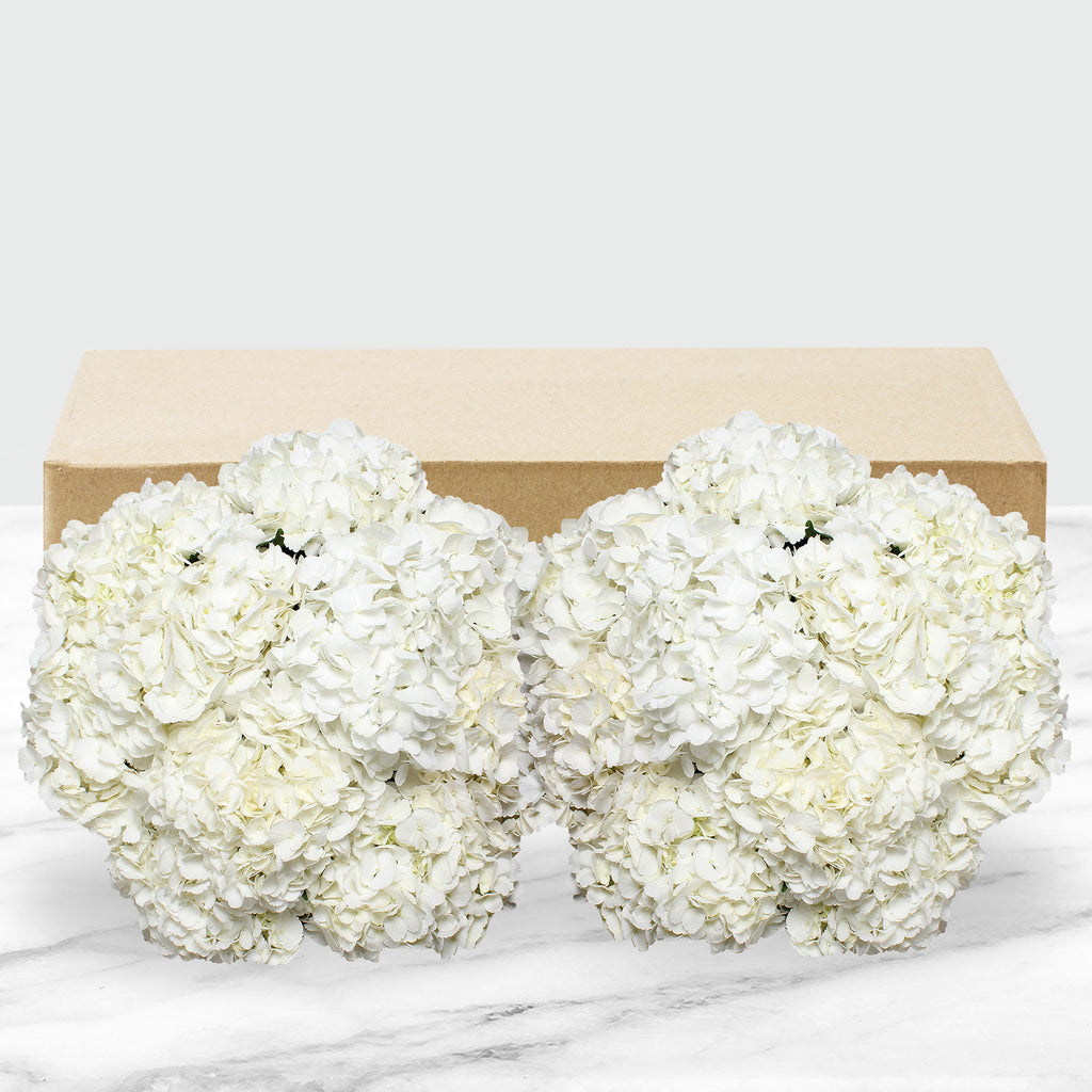 24-Stem Hydrangeas - White (packaged)