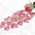 Rose Petals - Pink